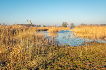 Yellowed reeds in a Dutch nature reserve