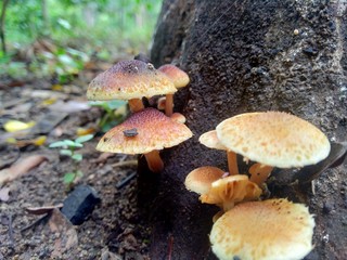 The exotic poisonous mushroom in the nature background