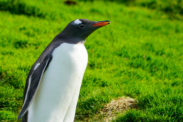 Gentoo penguin in Antarctic region