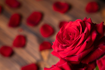 Red rose surrounded by fresh petals on the wooden background