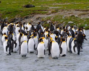 Obraz premium King penguins in South Georgia