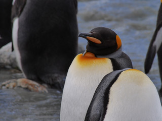 King penguins in South Georgia