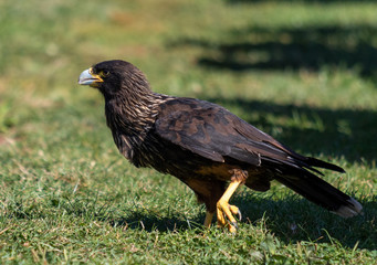 Fototapeta premium caracara