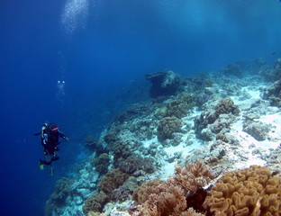 Naklejka na ściany i meble banda islands scuba-diving, Indonesia.
