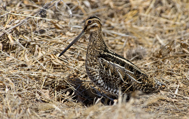 Wilsons Snipe basking in the warm sun on an early spring day.  Wilson's snipe is a small, stocky shorebird. The genus name gallinago is New Latin for a woodcock or snipe from Latin gallina.