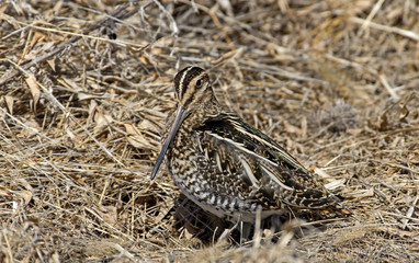 Wilsons Snipe basking in the warm sun on an early spring day.  Wilson's snipe is a small, stocky...