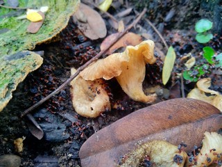 The exotic poisonous mushroom in the nature background