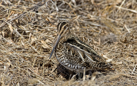 Wilsons Snipe Basking In The Warm Sun On An Early Spring Day.  Wilson's Snipe Is A Small, Stocky Shorebird. The Genus Name Gallinago Is New Latin For A Woodcock Or Snipe From Latin Gallina.