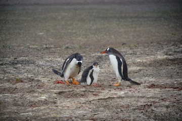 Gentoo penguin in Antarctic region