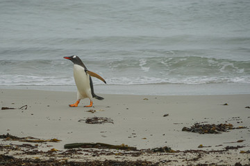 Gentoo penguin in Antarctic region