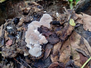 The exotic poisonous mushroom in the nature background