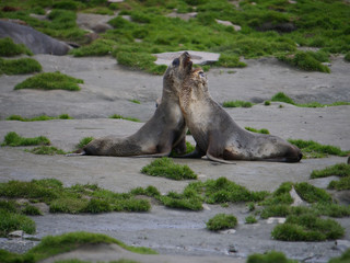 Parade amoureuse de phoques de Weddell © victor