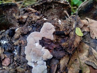 The exotic poisonous mushroom in the nature background
