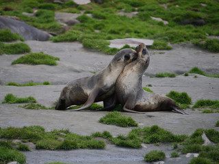 Parade amoureuse de phoques de Weddell © victor
