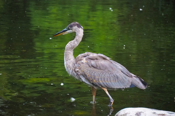 great blue heron