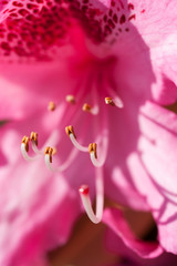 Macro image of pink flower with stamen curving upwards.