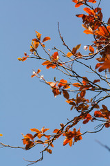 Autumn leaves with flowers against pale blue sky