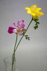 Fototapeta na wymiar Two branches of blooming pink and yellow freesia isolate on a light gray background, greeting card or concept