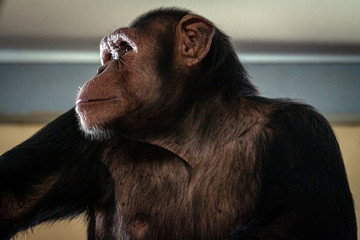 Big hairy monkey close-up