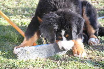 Cute little Bernese Mountain Dog puppy playing with a broom
