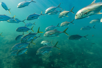 Schooling Crevalle Jacks (Caranx hippos) warm themselves over an underground spring that vents 72...