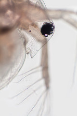 Common water fleas Daphnia