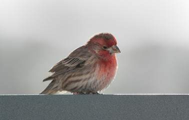 Maui House Finch