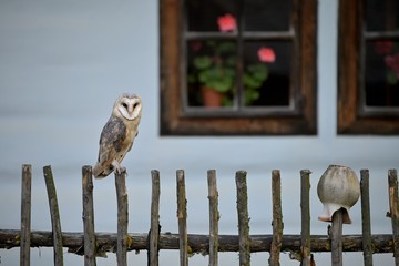 Barn owl (Tyto alba)  sitting on a wooden fence