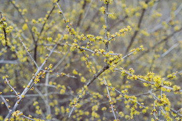 Branches of a flowering tree in a Texas city park on a sunny February day.