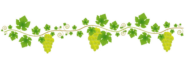 Ornament of a vine with a branch, leaves and bunches with berries on a white background. Decorative element for your design. © Soifi