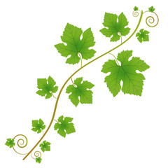 Grapevine branch with leaves on a white background. Decorative element for your design.