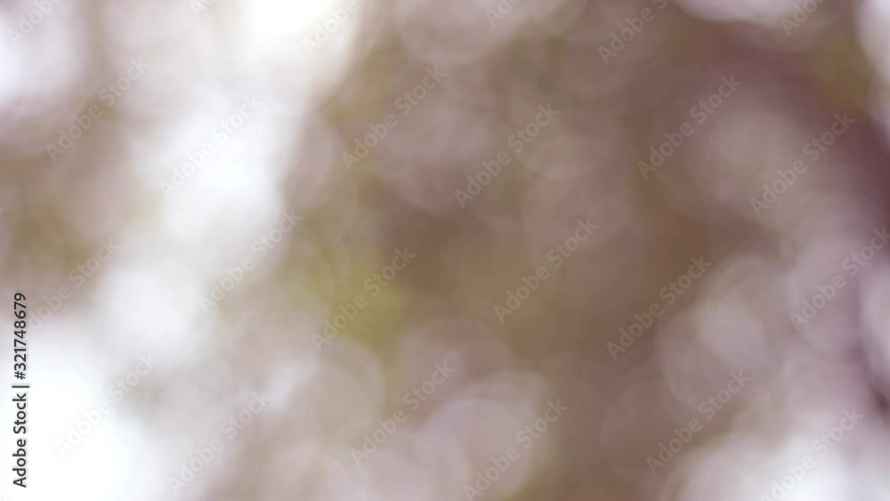 Poster 4K footage bokeh background of tree looking upward with sun flare 