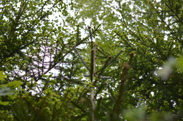 Green leafs
