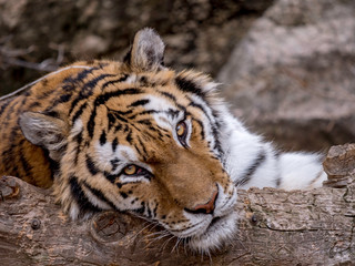 Lazy Tiger