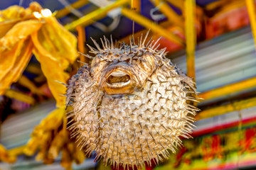 Dried puffer blow fish at a market