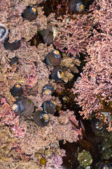 small tide pool intertidal ecosystem  