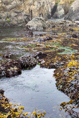Rock cliff Low tide pools fort bragg california .