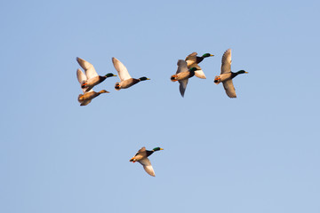 Flock of mallard duck male drakes flying .