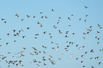 Large flock of mixed ducks flying .