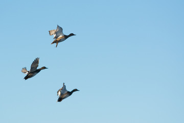 Flock of mallard duck male drakes flying .