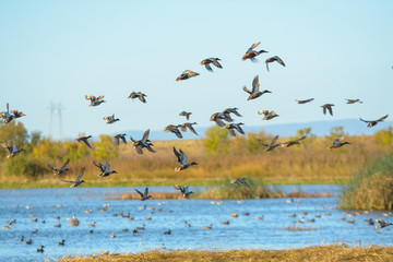 Flock of mallard duck male drakes flying . - Powered by Adobe