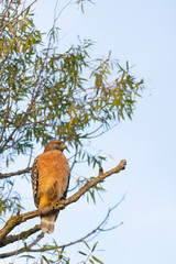 Red shouldered hawk perched in tree on branch.
