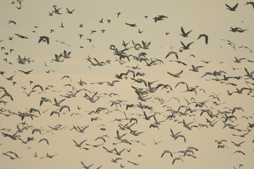 Fototapeta na wymiar Massive large flock of snow geese in migration.