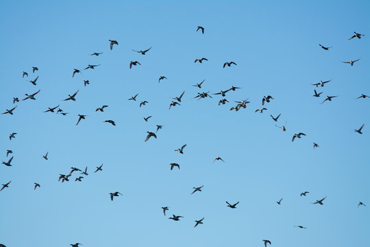 Large Flock Of Mixed Ducks Flying .