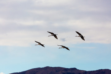 Fototapeta na wymiar Group of four sandhill cranes flying in the blue sky at Bosque del Apache National Wildlife Refuge, New Mexico, USA