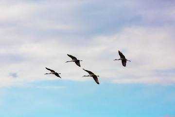 Obraz premium Group of four sandhill cranes flying in the blue sky at Bosque del Apache National Wildlife Refuge, New Mexico, USA