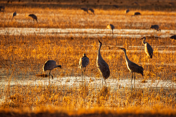 Group of sandhill crane birds standing in a marsh pond at sunrise or sunset at Bosque del Apache National Wildlife Refuge, New Mexico, USA