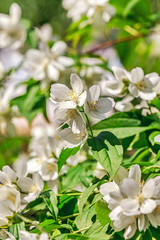 Obraz premium jasmine flowers close-up