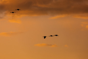Naklejka na ściany i meble Group of sandhill cranes flying in the sky at sunrise or sunset at Bosque del Apache National Wildlife Refuge, New Mexico, USA