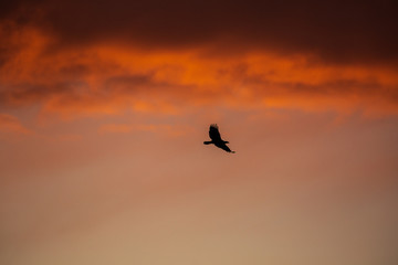 Fototapeta na wymiar Silhouette of a hawk flying at sunset or sunrise against a pink and orange cloudy sky